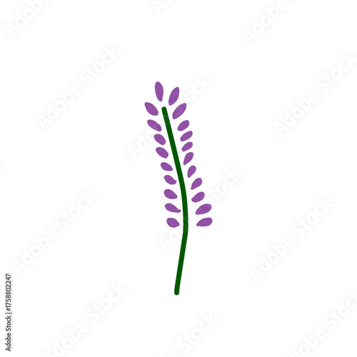 purple orchid flower isolated on white