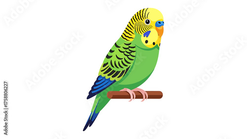 Cute green budgerigar illustration colorful parakeet vector design isolated on a white background
