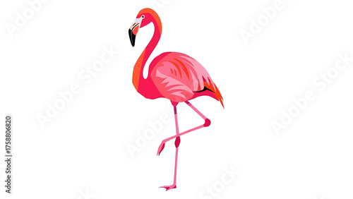 Pink flamingo vector illustration standing on one leg isolated on white background for tropical design elements