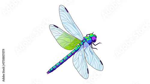 Colorful dragonfly illustration detailed vector insect with translucent wings isolated on a clean white background