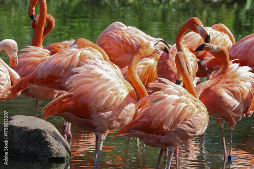 Eine Gruppe von rosa Flamingos, Phoenicopteriformes roseus