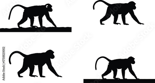 Four black monkey silhouettes walking in profile on a white background.