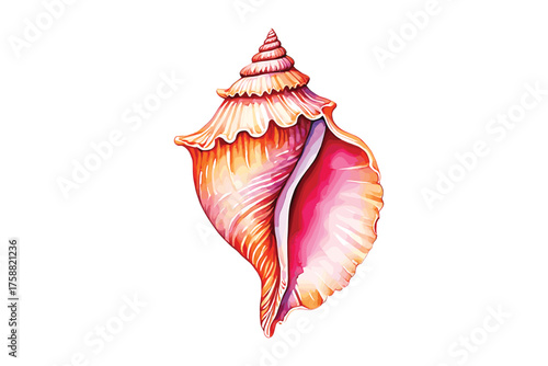 sea shell. Isolated on white background. watercolor illustration on vector.