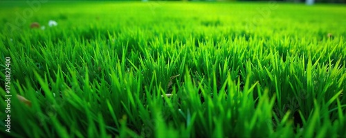 Lush Green Lawn Texture High-Angle Close-Up of Vibrant Grass Blades Showing Captivating Natural Patterns, Perfect for Nature-Inspired Design Projects