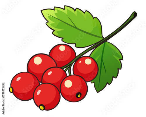bunch of red currants