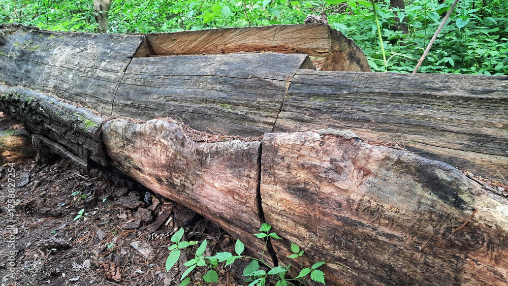Fototapeta premium Felled tree trunk with visible saw cuts lying on forest ground, illustrating timber harvesting and forest management.