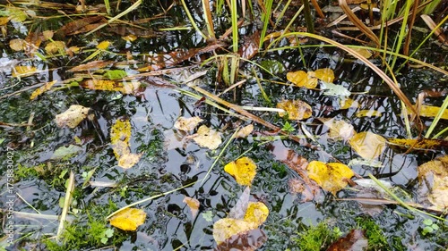 Raindrops and fallen leaves, autumn