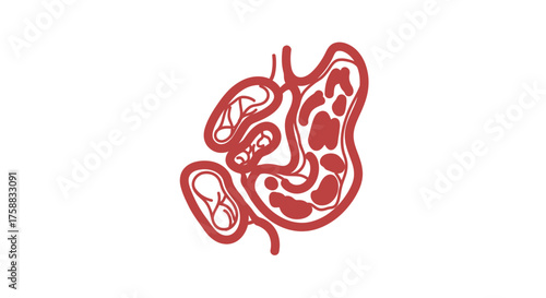 Human digestive system anatomical illustration showcasing the colon and intestine
