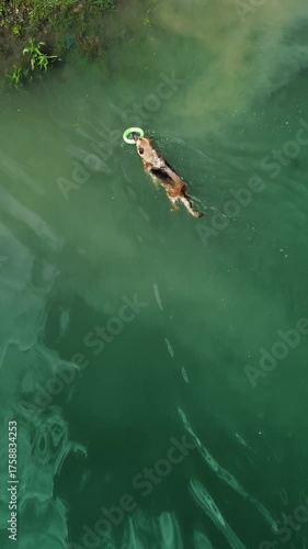 German Shepherd swims in Zaovine Lake with a green toy ring, while Australian Shepherd waits on the shore, ready to play tug-of-war. Tara National Park, Serbia. Vertical 4k footage.