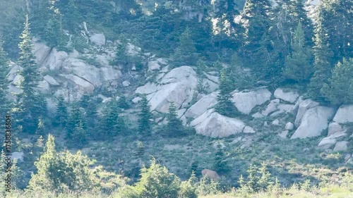 A young deer hidden among the vegetation in Mount Rainier National Park.USA, Washington july 17 2025.