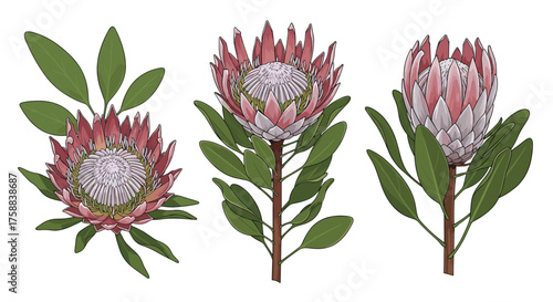 Three blooming king protea flowers with green leaves.