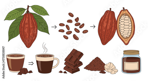 The fascinating journey of cocoa beans from tree to delicious treats.