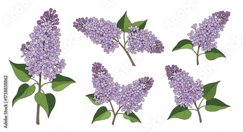 Spring collection of blooming lilac flower branches with green leaves.