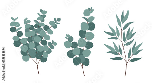 Three sprigs of eucalyptus leaves in a watercolor illustration.