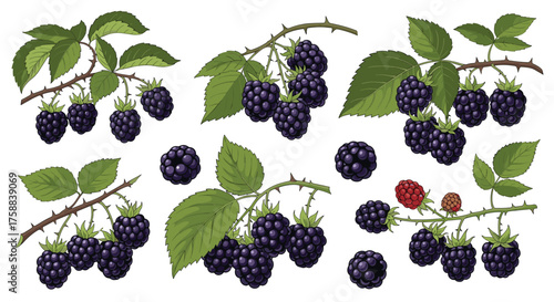 Several ripe blackberries and green leaves on branches.