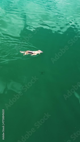 German Shepherd dog swimming in Zaovine Lake, playing with green toy ring, captured from above by a drone in Tara National Park, Serbia. Vertical 4k footage