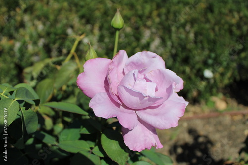 Close-up photograph of pink roses blooming in nature. The image captures the delicate petals and natural beauty of the flowers in soft daylight, symbolizing romance, freshness, and elegance.