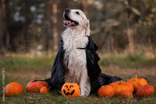 A dog in a witch costume with pumpkins for Halloween. A golden retriever is sitting in an autumn park, holding a festive bucket of pumpkin-shaped sweets in his mouth.