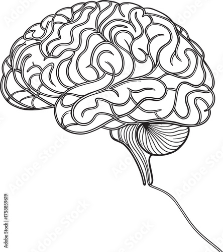 human brain vector illustration