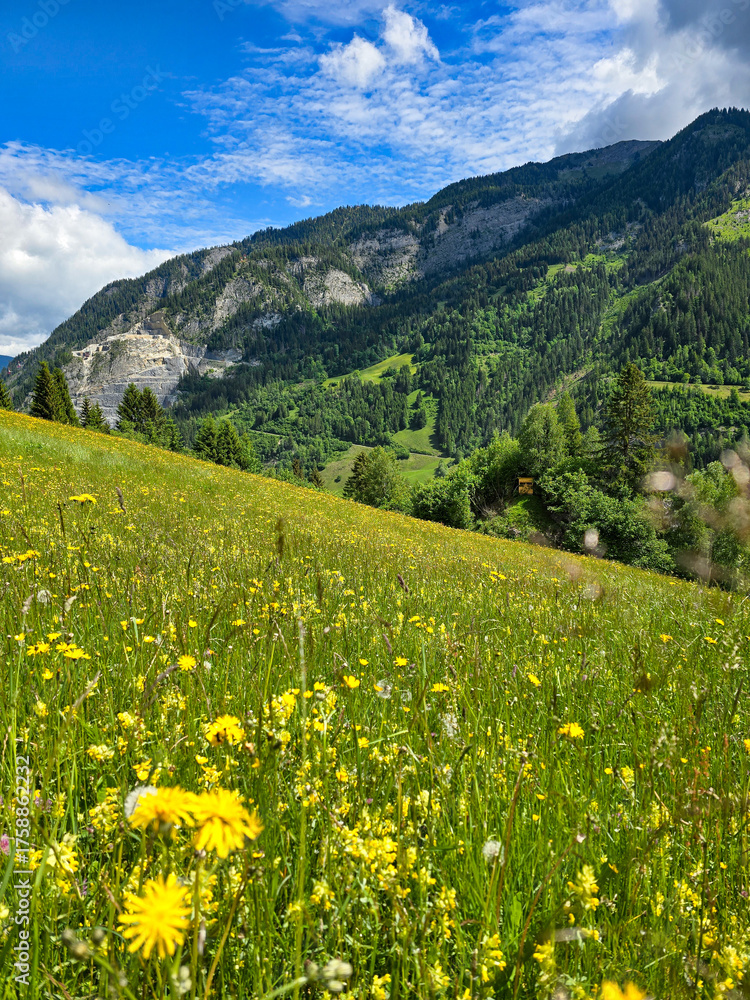 Fototapeta premium alpine meadow with flowers