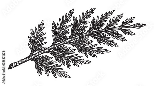 Black and white detailed botanical illustration of a delicate cedar branch with elongated needle-like leaves.