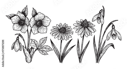 Black outline vector illustration of various wildflowers including daisies, snowdrops, and hellebores, highlighting detailed petals and leaves.