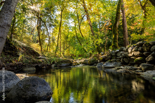 Peaceful Forest Stream with Autumn Colors