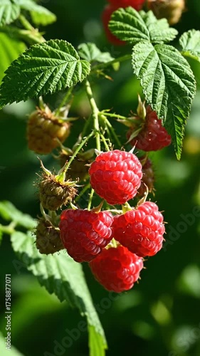 Close up of ripe red raspberries on a green vine with leaves