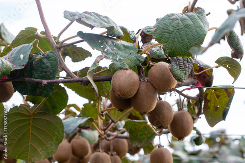 Kiwi picking season. Kiwi o...