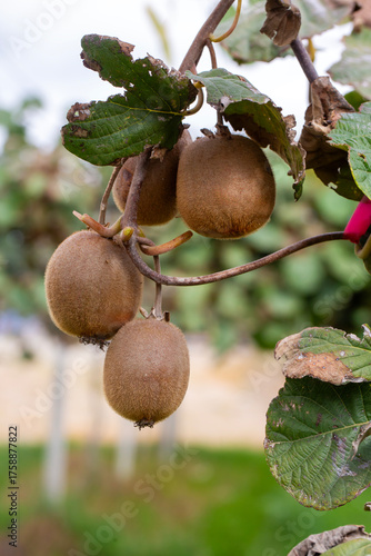 Kiwi picking season. Kiwi o...
