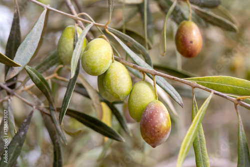 Green olives in olive tree ...