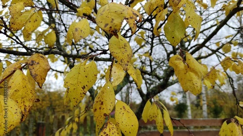 Yellowed plum leaves, autumn