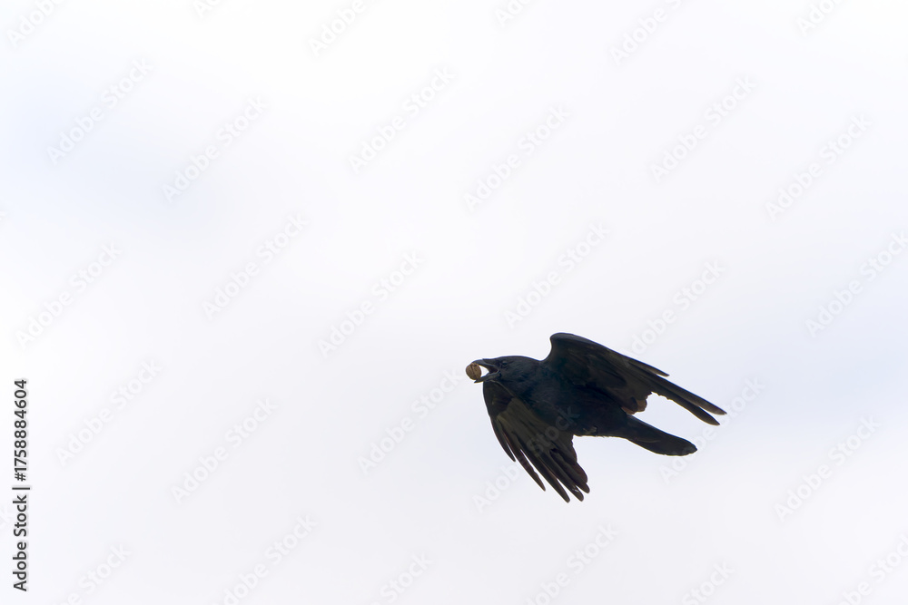 Obraz premium Raven with chestnut in his beak up in the sky on a cloudy autumn day. Photo taken October 17th, 2025, Zurich Oberglatt, Switzerland.