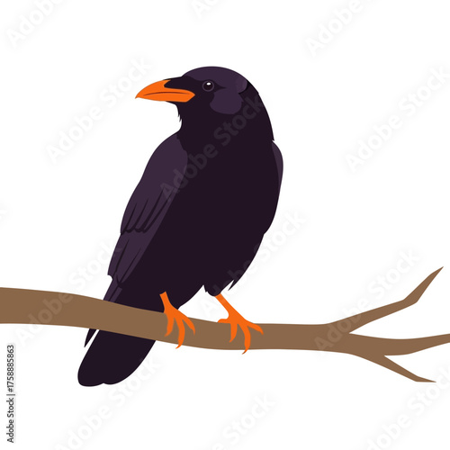 A detailed illustration of a black bird with an orange beak perched on a tree branch.