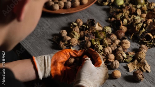 A person in gloves sits at a table and peels walnuts from the soft outer husk. Manual primary cleaning of walnuts at home. Walnut harvest of the new season. Orange gloves, gray coffee table.
