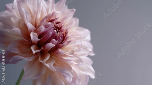 Close-up of a single flower, specifically a dahlia. the flower is in full bloom, with its petals spread out in a star-like shape. the petals are a soft pink color, with hints of purple and white.