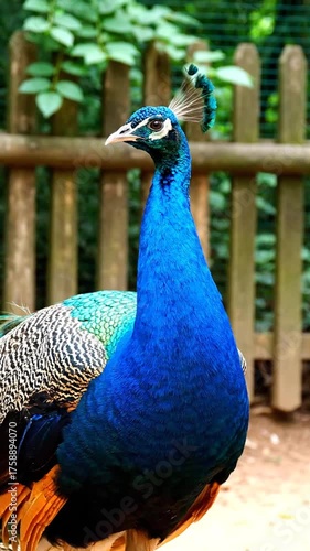 Vibrant peacock portrait against wooden fence and green foliage background