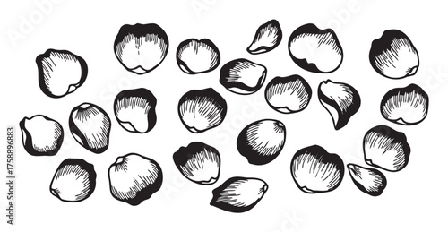 Black outline illustration of scattered rose petals of varying sizes and shapes, emphasizing detail and texture in the floral elements.
