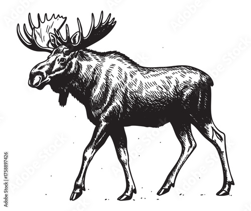 Black and white sketch of a moose with large antlers walking, showcasing detailed fur texture and strong body posture.
