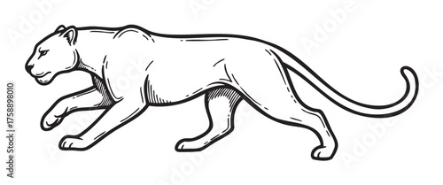Black outlined sketch of a lioness walking with a focus on muscular anatomy and long tail.