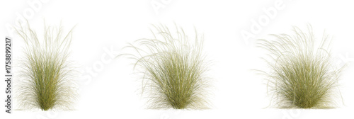 Nassella tenuissima tree, front view, cutout, transparent background, isolate, Ornamental pampas grass plumes set for landscaping and garden design