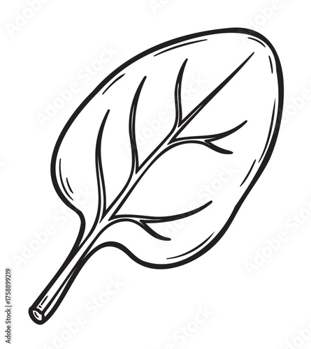 Black outline illustration of a detailed spinach leaf with visible veins and a prominent central stem.