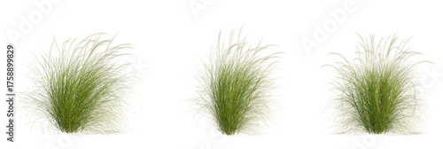 Nassella tenuissima tree, front view, cutout, transparent background, isolate, Ornamental grass plumes provide a natural, elegant touch to landscaping