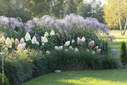 Wallpaper Mural Flowering ornamental grasses, Miscanthus Memory, in a cottage garden. Background, banner Torontodigital.ca