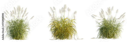 Miscanthus sinensis silberfedertree, front view, cutout, transparent background, isolate, Ornamental grasses with fluffy plumes create a tranquil garden scene