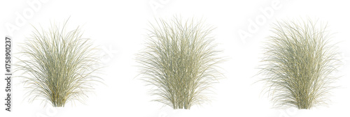 Schilderij op canvas Miscanthus sinensis morning light tree, front view, cutout, transparent backgrou