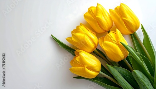 Yellow tulips on white background (1)
