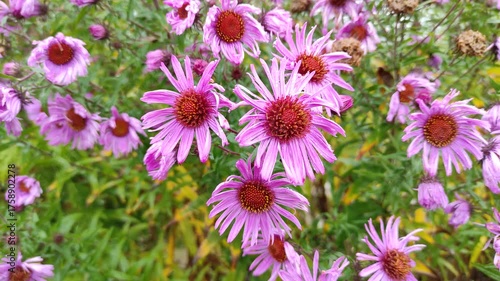 Rain and flowers in autumn, autumn