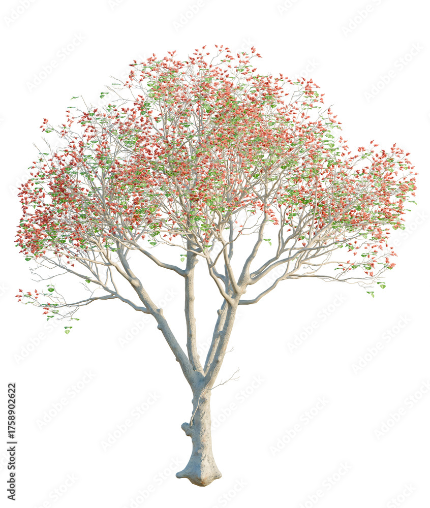 Obraz premium Erythrina variegata tree, front view, cutout, transparent background, isolate, Graceful tree with delicate red blooms for spring designs and nature art
