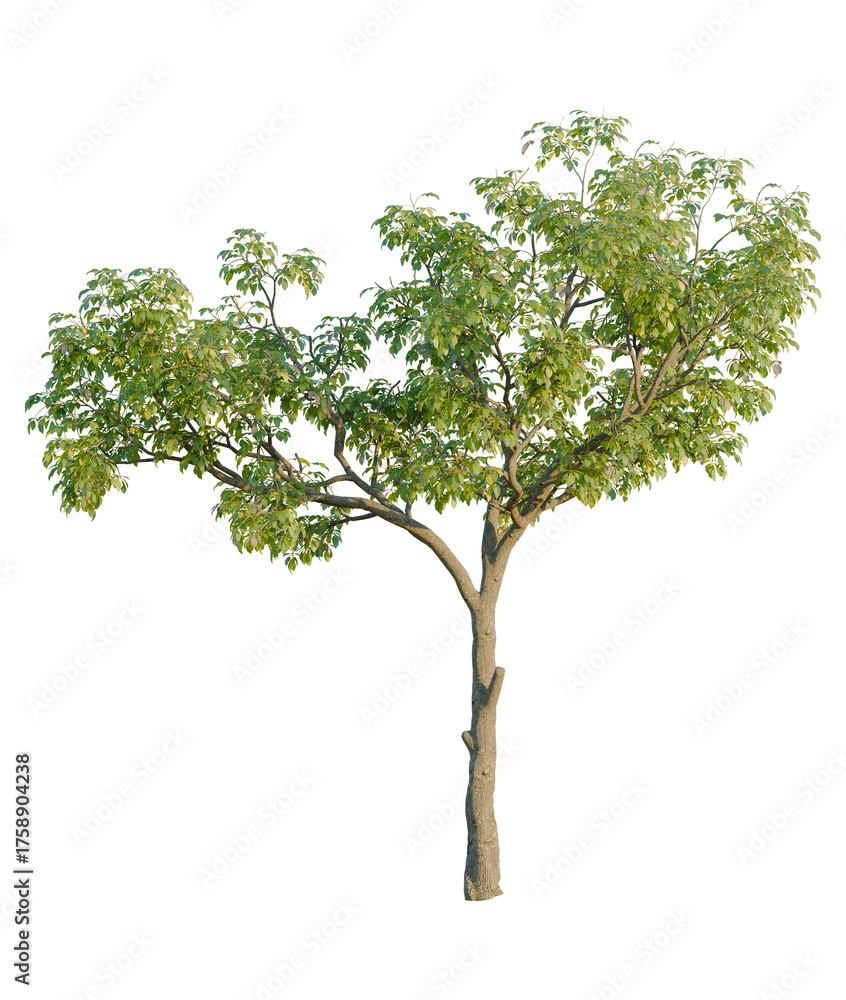 Obraz premium Tabebuia rosea tree, front view, cutout, transparent background, isolate, Lush green tree with textured bark, perfect for nature scenes